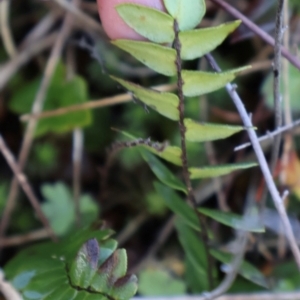 Pellaea calidirupium at Strathnairn, ACT - 18 Aug 2024