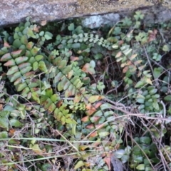 Pellaea calidirupium at Strathnairn, ACT - 18 Aug 2024