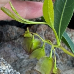 Dodonaea lanceolata (HopBush) at Bowen, QLD - 18 Aug 2024 by lbradley