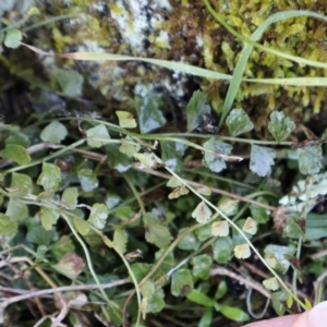 Asplenium flabellifolium at Strathnairn, ACT - 18 Aug 2024