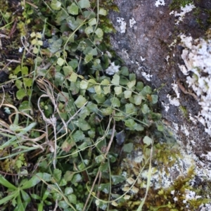 Asplenium flabellifolium at Strathnairn, ACT - 18 Aug 2024