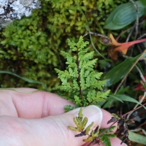 Cheilanthes sieberi subsp. sieberi at Strathnairn, ACT - 18 Aug 2024