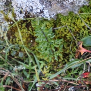 Cheilanthes sieberi subsp. sieberi at Strathnairn, ACT - 18 Aug 2024