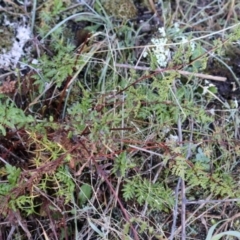 Cheilanthes sieberi subsp. sieberi at Strathnairn, ACT - 18 Aug 2024