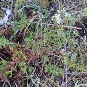 Cheilanthes sieberi subsp. sieberi at Strathnairn, ACT - 18 Aug 2024 10:13 AM