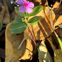 Catharanthus roseus (Madagascar or Pink Periwinkle, Vinca) at Bowen, QLD - 18 Aug 2024 by lbradley