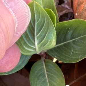 Catharanthus roseus at Bowen, QLD - 18 Aug 2024 04:01 PM