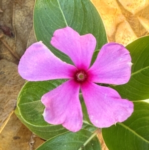 Catharanthus roseus at Bowen, QLD - 18 Aug 2024 04:01 PM