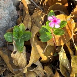 Catharanthus roseus at Bowen, QLD - 18 Aug 2024 04:01 PM