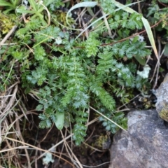 Acaena echinata (Sheeps Burr) at Strathnairn, ACT - 18 Aug 2024 by Clarel