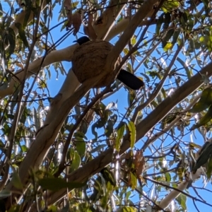 Corcorax melanorhamphos at Lawson, ACT - 18 Aug 2024 01:15 PM