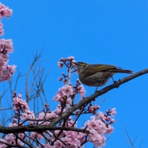 Caligavis chrysops at Lawson, ACT - 18 Aug 2024