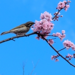 Caligavis chrysops at Lawson, ACT - 18 Aug 2024