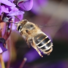 Trichocolletes orientalis at Hall, ACT - 18 Aug 2024