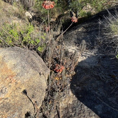 Bryophyllum delagoense (Mother-of-millions) at Bowen, QLD - 18 Aug 2024 by lbradley