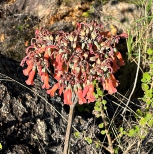 Bryophyllum delagoense at Bowen, QLD - 18 Aug 2024 03:46 PM