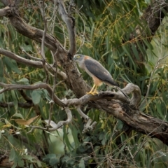 Tachyspiza fasciata (Brown Goshawk) at Bellmount Forest, NSW - 17 Aug 2024 by trevsci