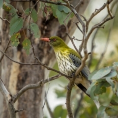 Oriolus sagittatus (Olive-backed Oriole) at Bellmount Forest, NSW - 17 Aug 2024 by trevsci