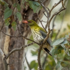 Oriolus sagittatus at Bellmount Forest, NSW - 17 Aug 2024