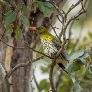 Oriolus sagittatus at Bellmount Forest, NSW - 17 Aug 2024