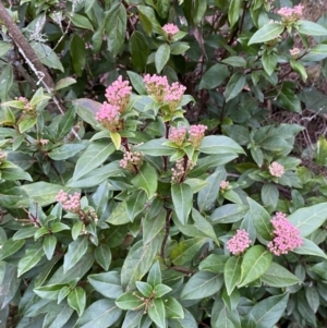 Viburnum tinus at Jerrabomberra, NSW - 18 Aug 2024