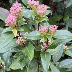 Viburnum tinus at Jerrabomberra, NSW - 18 Aug 2024