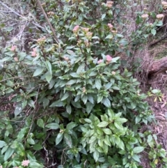 Viburnum tinus at Jerrabomberra, NSW - 18 Aug 2024