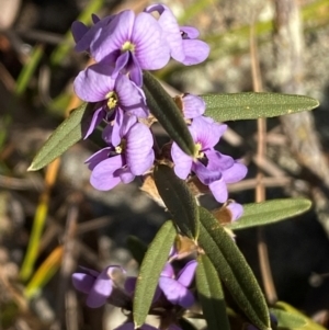 Hovea heterophylla at Jerrabomberra, NSW - 18 Aug 2024