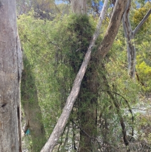 Clematis leptophylla at Jerrabomberra, NSW - 18 Aug 2024