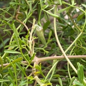 Clematis leptophylla at Jerrabomberra, NSW - 18 Aug 2024