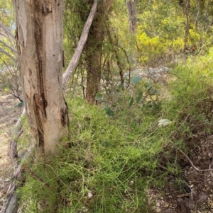 Clematis leptophylla at Jerrabomberra, NSW - 18 Aug 2024