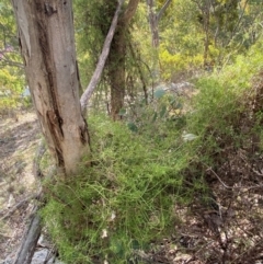 Clematis leptophylla at Jerrabomberra, NSW - 18 Aug 2024