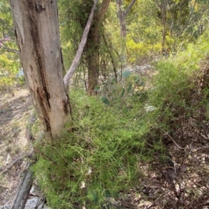 Clematis leptophylla at Jerrabomberra, NSW - 18 Aug 2024