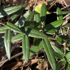 Olea europaea subsp. cuspidata at Jerrabomberra, NSW - 18 Aug 2024