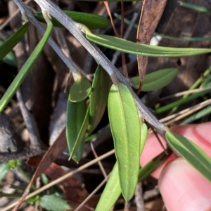 Olea europaea subsp. cuspidata at Jerrabomberra, NSW - 18 Aug 2024