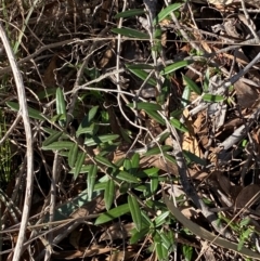 Olea europaea subsp. cuspidata at Jerrabomberra, NSW - 18 Aug 2024