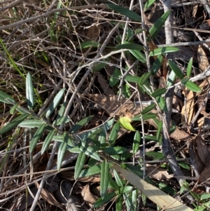 Olea europaea subsp. cuspidata at Jerrabomberra, NSW - 18 Aug 2024