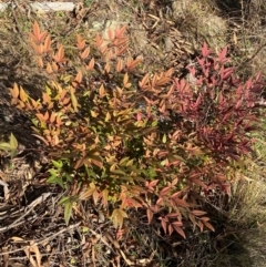 Nandina domestica (Sacred Bamboo) at Jerrabomberra, NSW - 18 Aug 2024 by SteveBorkowskis