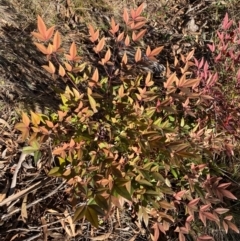 Nandina domestica at Jerrabomberra, NSW - 18 Aug 2024