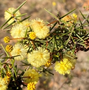 Acacia ulicifolia at Jerrabomberra, NSW - 18 Aug 2024