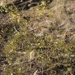 Acacia ulicifolia at Jerrabomberra, NSW - 18 Aug 2024