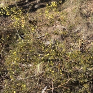 Acacia ulicifolia at Jerrabomberra, NSW - 18 Aug 2024