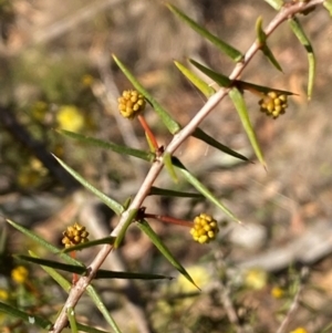 Acacia ulicifolia at Jerrabomberra, NSW - 18 Aug 2024