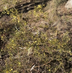 Acacia ulicifolia at Jerrabomberra, NSW - 18 Aug 2024