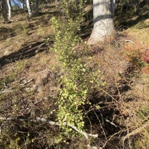 Pittosporum tenuifolium at Jerrabomberra, NSW - 18 Aug 2024 04:12 PM