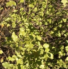 Pittosporum tenuifolium at Jerrabomberra, NSW - 18 Aug 2024 04:12 PM