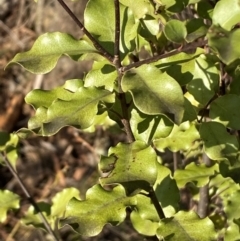 Pittosporum tenuifolium at Jerrabomberra, NSW - 18 Aug 2024