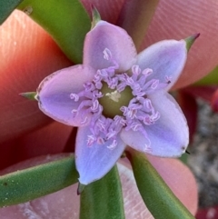 Sesuvium portulacastrum (Sea Purslane) at Bowen, QLD - 18 Aug 2024 by lbradley