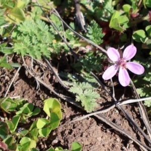 Erodium cicutarium at Strathnairn, ACT - 18 Aug 2024 10:52 AM