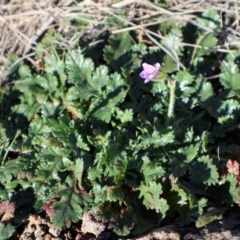 Erodium cicutarium at Strathnairn, ACT - 18 Aug 2024 10:52 AM